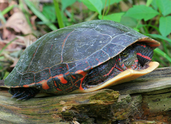 Midland Painted Turtle